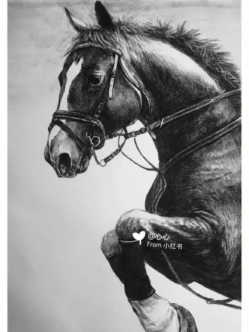 精微素描–马写生有步骤