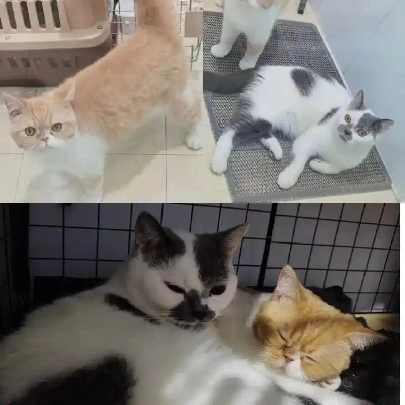 长春英短蓝白和加菲猫无偿领养.