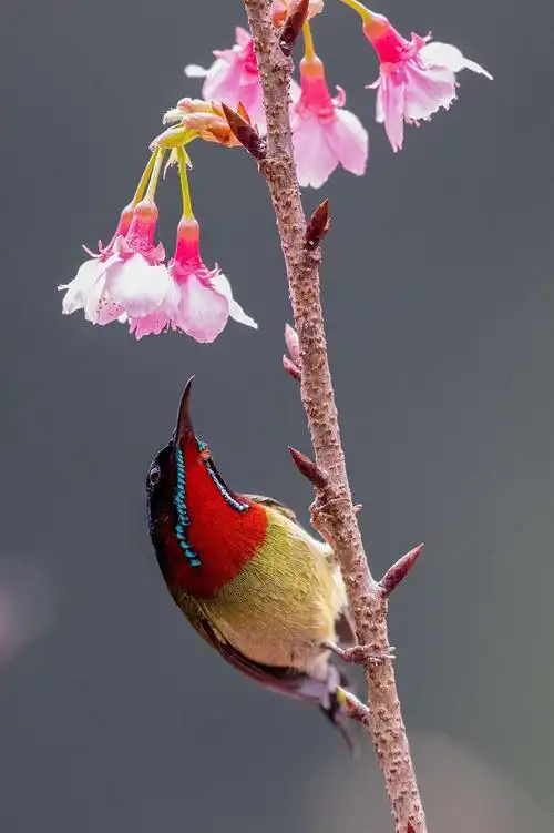 最美花鸟图——樱花与叉尾太阳鸟