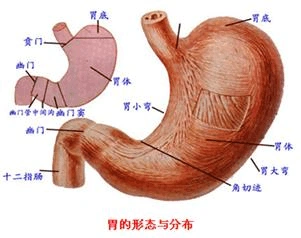 知识二内脏:位于胸腔,腹腔内,与新陈代谢有关的器官,有管道与外界相通