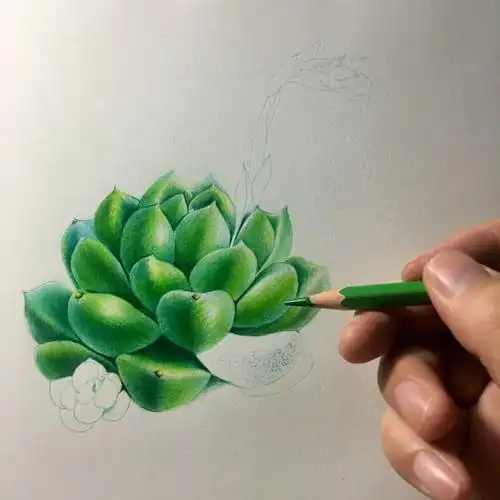 92#彩铅手绘  #画个小画  #对生活多一份热爱 #多肉  #多肉植物
