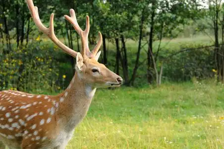 休闲地梅花鹿图片