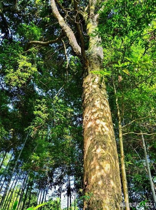 树形高大,树干通直,是中国特有的珍贵木材,因为其木材里有金丝和类似