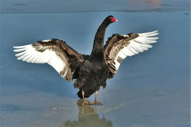 奥海黑天鹅 - 美篇