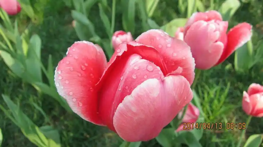 露水芍药花,是拍摄人有意喷洒,更显花的美丽动人.