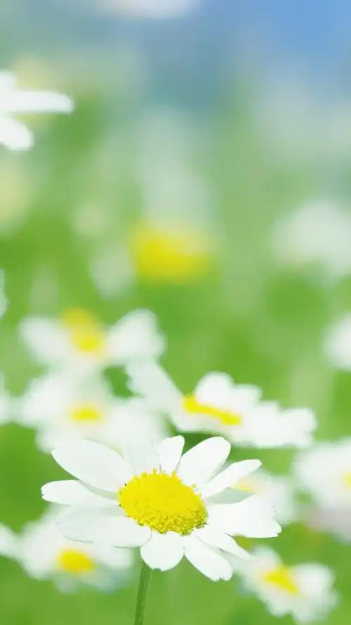小雏菊手机壁纸,高清图片,手机锁屏桌面-壁纸族