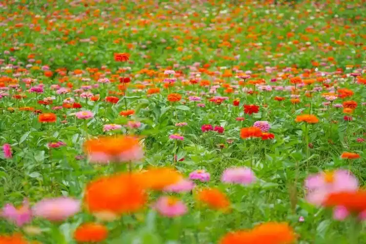 初夏打卡!厦门浪漫花海开好了