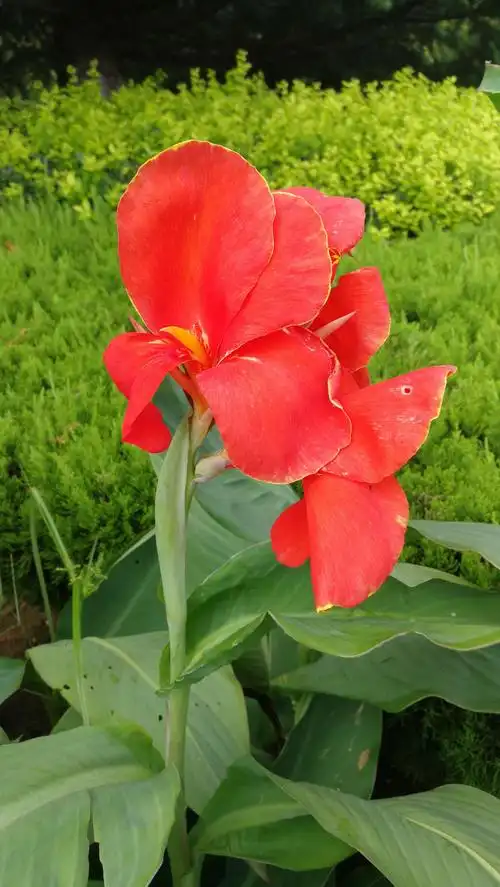 美人蕉开花～2018