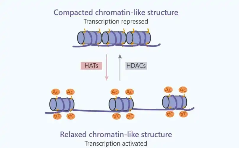 表观遗传界的腕儿: 组蛋白乙酰化