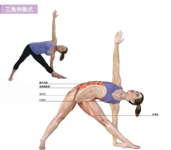 07前锯肌,腹直肌,腹外斜肌,髂肌,缝匠肌,腹横肌,髂腰肌,耻骨肌,股中间