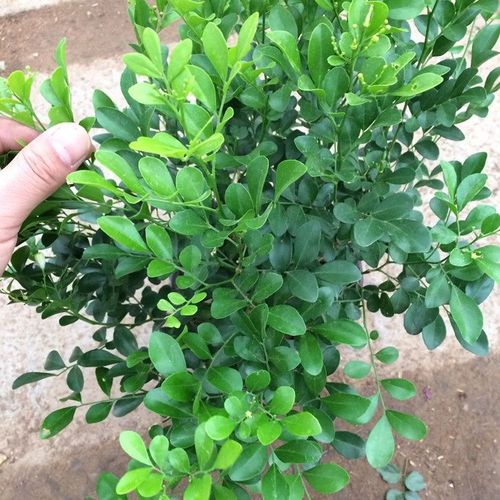 驱蚊虫九里香盆栽植物四季常青室内外花卉七里香树苗好养盆景老桩