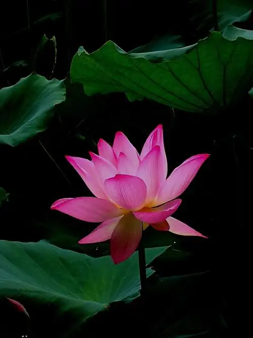 莲花山风景一直都很美,虽然望海观音景区不开放,不过光是荷花节景区