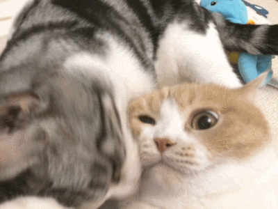 可爱猫咪gif动图表情包