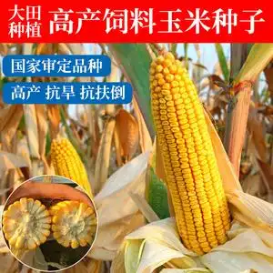 高产杂交玉米种子大田耐旱农业饲料包谷种子矮大棒玉米种籽大全