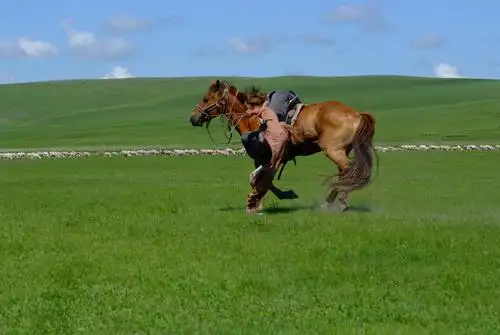 草原上的骏马