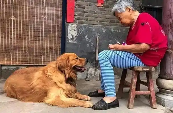 陪了母亲3年的黄狗,在母亲去世后消失不见,那天找到时我哭了!