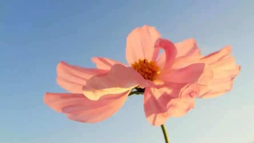 唯美好看的清新养眼大自然花草植物高清图片电脑桌面壁纸第二辑