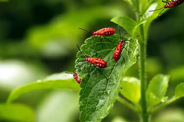 微距虫趣:成群结队小红蝽