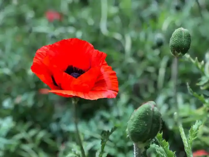 罂粟花开妖艳多姿