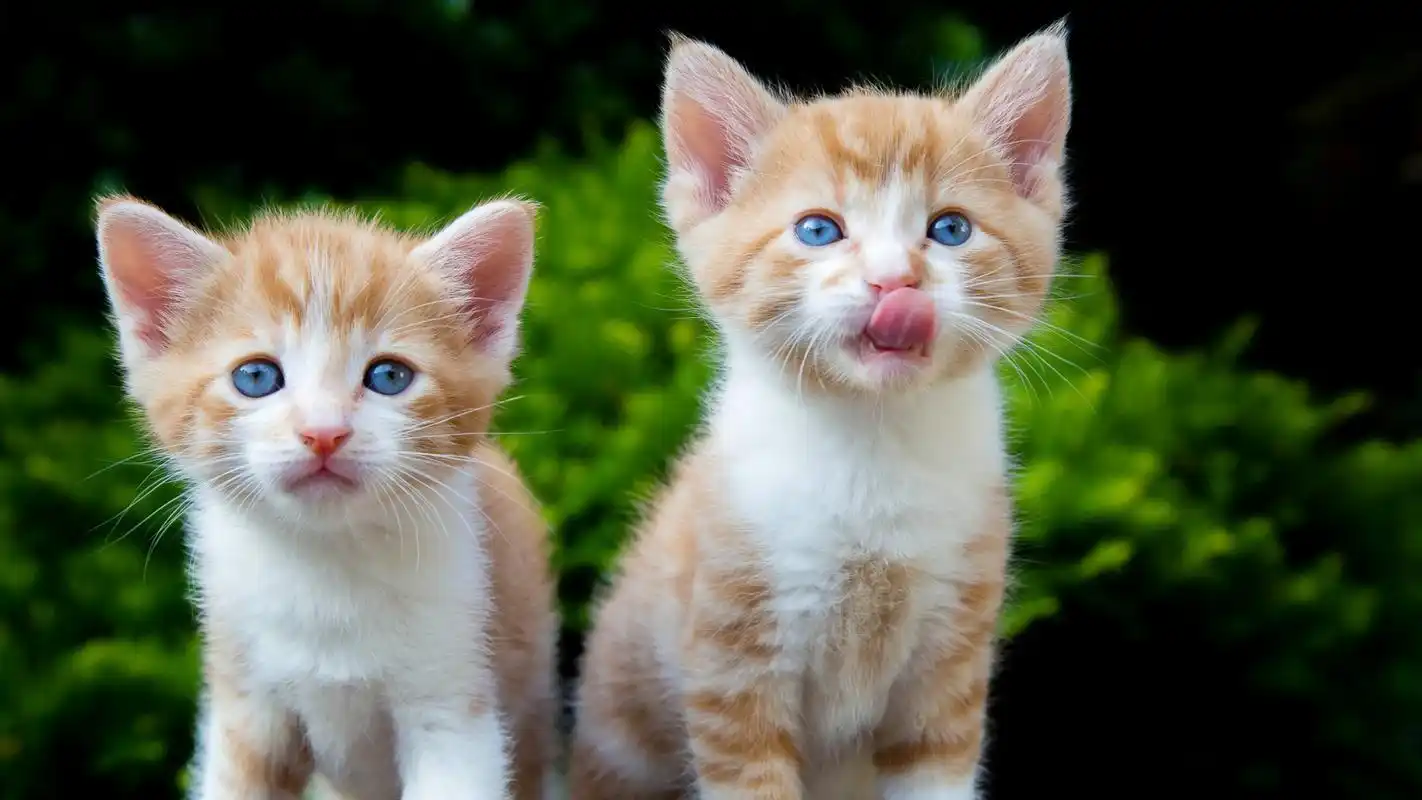 精选可爱呆萌小猫动物高清摄影桌面壁纸(二)