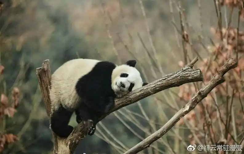 有哪些好看的锁屏壁纸?