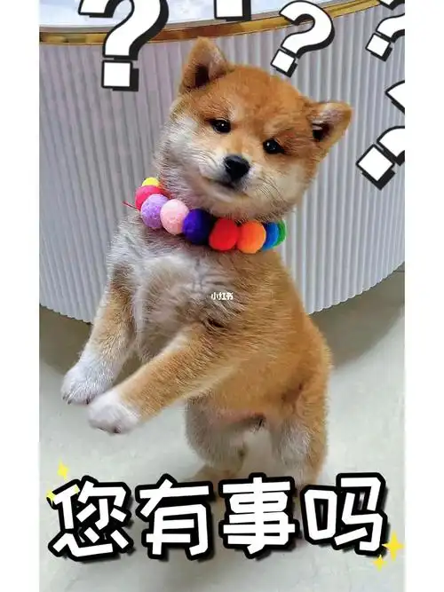 柴犬  #家有柴犬  #狗狗日常  #豆柴  #我家宠物好可爱  #柴犬表情包