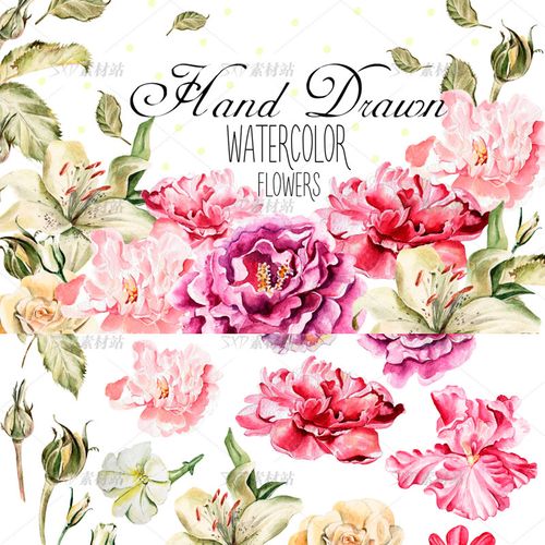 手绘水彩牡丹花叶子装饰背景图案png/矢量图ai格式 矢量设计素材
