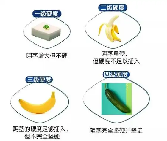 男人为什么会勃起?解密男性生理反应的奥秘