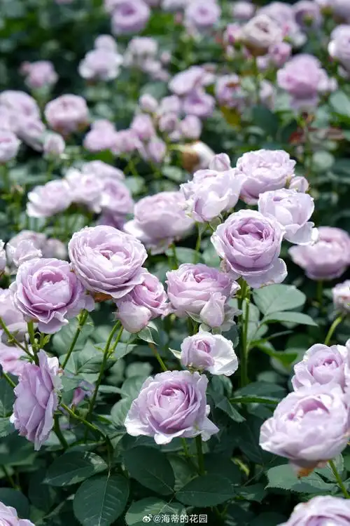 春风有信,花开有期,所有的美好都在路上.(图为月季蓝色风暴)#立夏