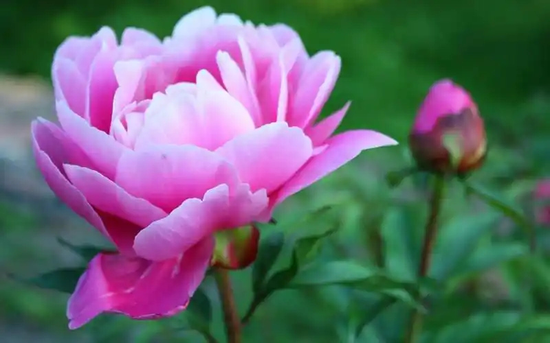 最美牡丹花高清壁纸