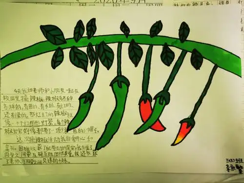 多彩生活 辣椒采摘——兴寿学校小学部三年级(3)班劳动实践活动