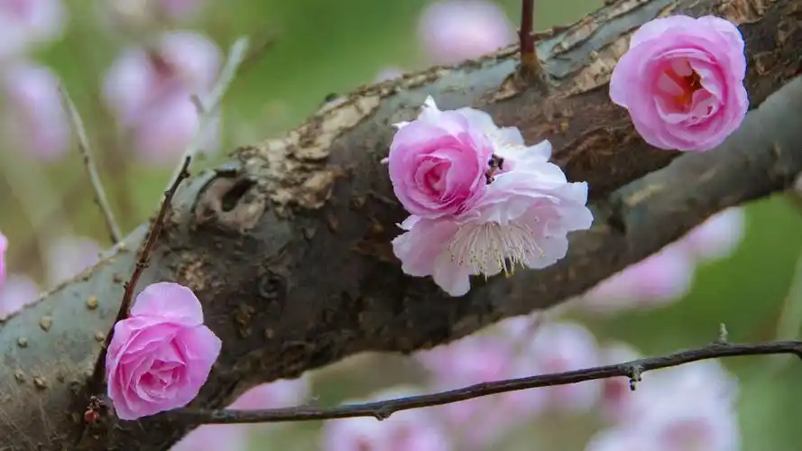 沁  园  春——梅花