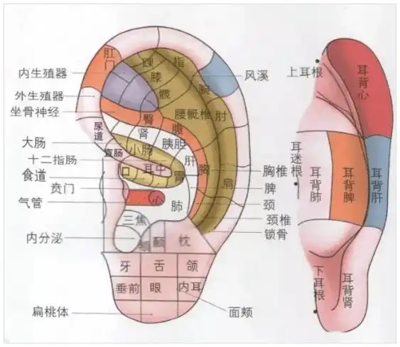艾灸耳朵10分钟,等于做一次全身经络按摩!