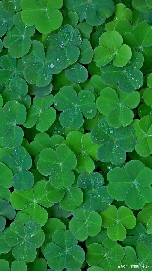 小清新系列绿色壁纸 是春天啊