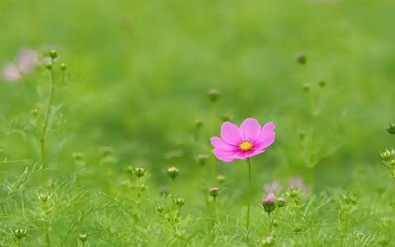 清新淡雅唯美花卉写真