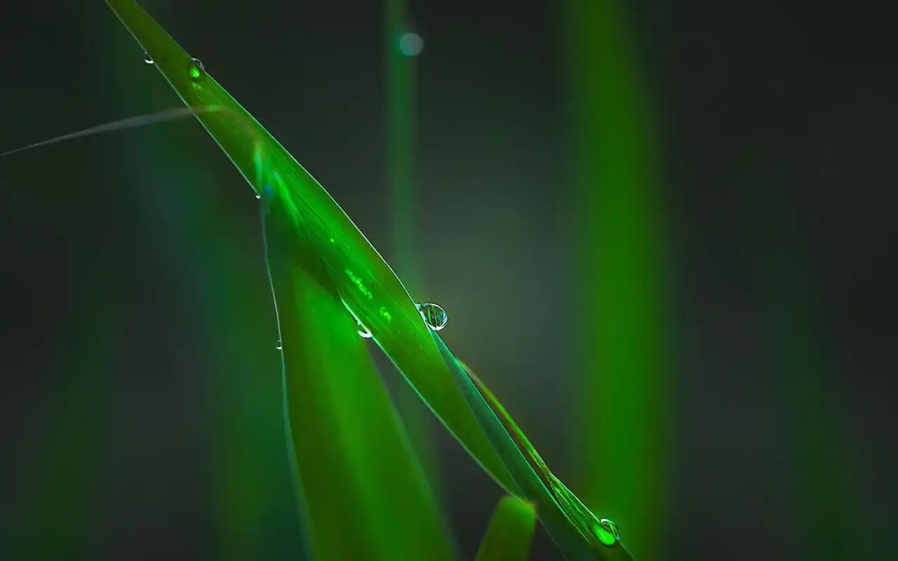 清新绿色护眼的植物高清桌面壁纸下载