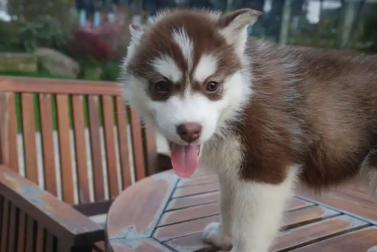 满月小哈出售(哈士奇)已售完!