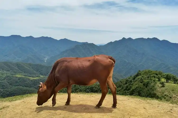 一组秦岭山里的大黄牛