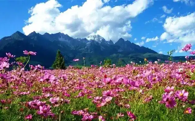 面朝雪山百花盛开到丽江看中国最美花海