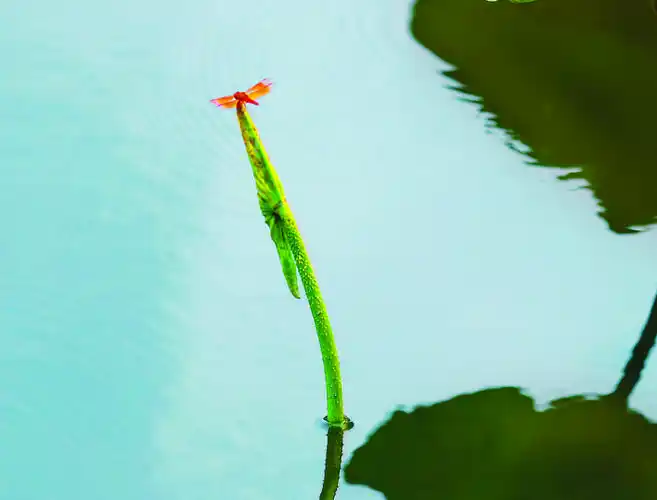 蜻蜓在荷叶上小憩.