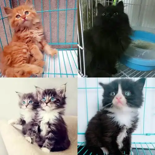 猫咪活体 宠物_活体宠物猫咪双蓝眼纯白家猫田园猫英短国内波斯猫有偿