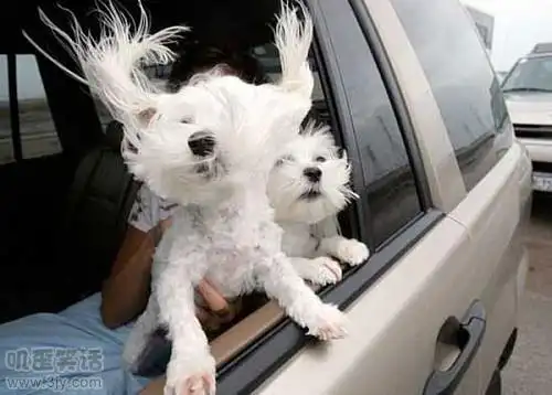 笑话 搞笑图片 老子发型都凌乱了 来源:搞笑图片