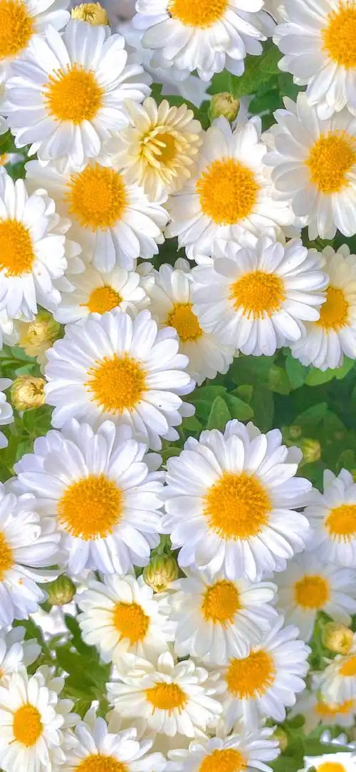 2021最新苹果手机壁纸iphone12墙纸图片大全超清好看 - 知乎