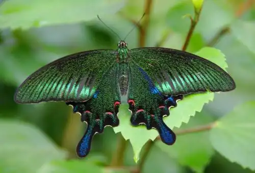 绿带翠凤蝶图片 绿带翠凤蝶高清蝴蝶图片