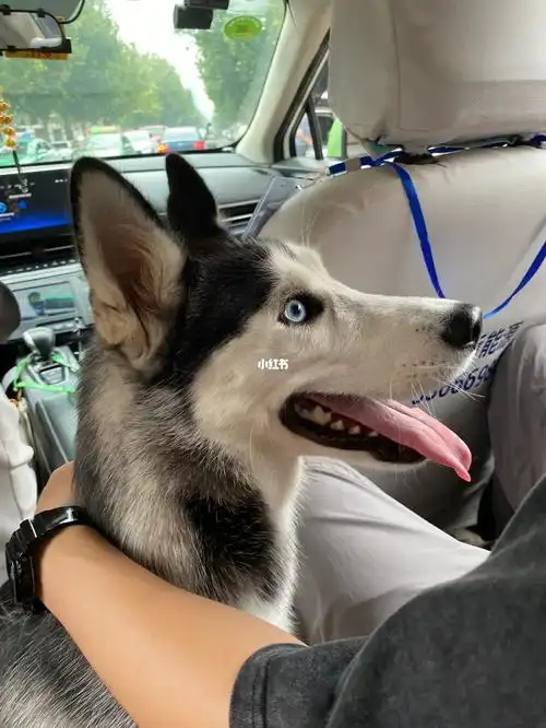 1岁的哈士奇妹妹找男朋友啦