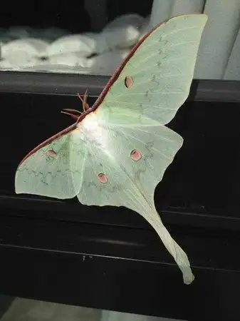 stonbo lodge: 长尾水青蛾