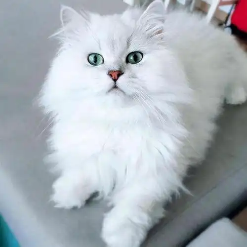 波斯猫多少钱一只(纯白蓝眼波斯猫多少钱一只)-优优宠物网