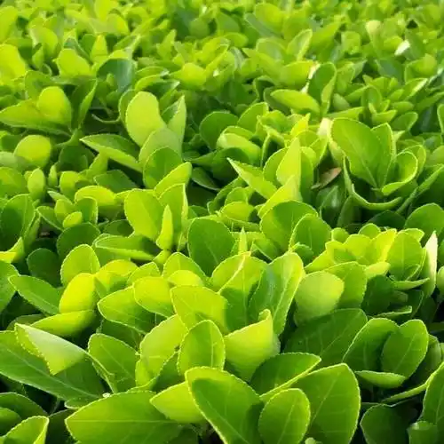 庭院常用植物灌木篇