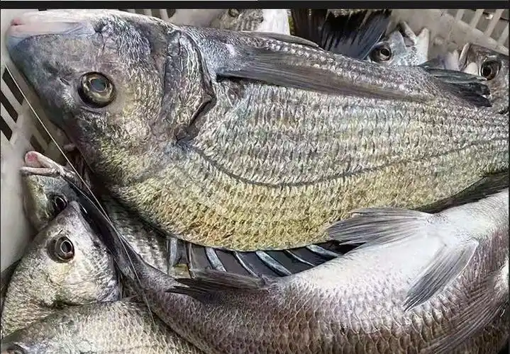 黑鲷鱼新鲜海捕黑翅鱼超大活冻海钓海鱼鲫鱼海鲜水产
