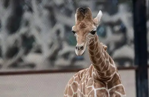 在墨西哥首都墨西哥城的查普特佩克动物园,一只一个月大的长颈鹿和它